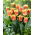 Tulipan Joint Devision - duża paczka! - 50 szt.