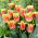 Tulipan Joint Devision - 5 szt.