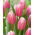 Tulipan Kasia - GIGA paczka! - 250 szt.