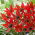 Tulipan Lizzy - 5 szt.