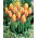 Tulipan Long Lady - GIGA paczka! - 250 szt.