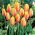 Tulipan Long Lady - GIGA paczka! - 250 szt.