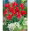 Tulipan Merry Go Round - GIGA paczka! - 250 szt.