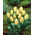 Tulipan Mieke Telkamp - 5 szt.