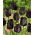 Tulipan Paul Scherer - 5 szt.