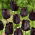 Tulipan Paul Scherer - 5 szt.