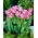 Tulipan Picture - 5 szt.