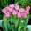 Tulipan Picture - duża paczka! - 50 szt.