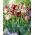 Tulipan Striped Crown - duża paczka! - 50 szt.