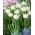 Tulipan White Liberstar - duża paczka! - 50 szt.