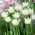 Tulipan White Liberstar - 5 szt.