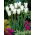 Tulipan White Triumphator - duża paczka! - 50 szt.