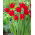 Tulipan Wisley - 5 szt.