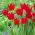 Tulipan Wisley - 5 szt.