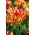 Tulipan Wonder Club - 5 szt.