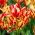 Tulipan Wonder Club - duża paczka! - 50 szt.