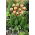 Tulipan World Expression - 5 szt.