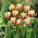 Tulipan World Expression - 5 szt.