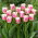 Tulipan Hawaii - GIGA paczka! - 250 szt.