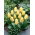 Tulipan Mieke Telkamp - 5 szt.