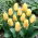 Tulipan Mieke Telkamp - 5 szt.