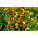 Aksamitka rozpierzchła - Tagetes patula - mieszanka - nadaje się również na poplon - 100 gram