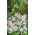 Gaura - Gaura lindheimeri - 30 nasion