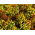 Aksamitka rozpierzchła - Tagetes patula - mieszanka - nadaje się również na poplon - 100 gram