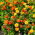 Aksamitka rozpierzchła - Tagetes patula - mieszanka - nadaje się również na poplon - 1 kg
