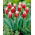 Tulipan Canasta - duża paczka! - 50 szt.