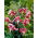 Lilia - Black Beauty - GIGA paczka! - 50 szt.