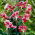 Lilia - Black Beauty - GIGA paczka! - 50 szt.
