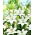 Lilia - Bright Diamond - GIGA paczka! - 50 szt.