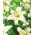 Lilia - Pearl White - GIGA paczka! - 50 szt.
