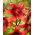 Lilia tygrysia - Strawberry Event - GIGA paczka! - 50 szt.