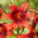 Lilia tygrysia - Strawberry Event - GIGA paczka! - 50 szt.