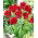 Tulipan Red Springgreen - 5 szt.