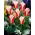Tulipan Rosanna - 5 szt.