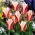 Tulipan Rosanna - GIGA paczka! - 250 szt.