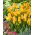 Tulipan Royal Georgette - 5 szt.