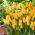 Tulipan Royal Georgette - 5 szt.