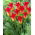 Tulipan Royal Gift - 5 szt.