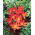 Tulipan Scarlet Baby - GIGA paczka! - 250 szt.