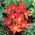 Tulipan Scarlet Baby - 5 szt.