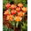 Tulipan Shakespeare - 5 szt.