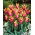 Tulipan Sonnet - GIGA paczka! - 250 szt.