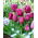 Tulipan Traveller - 5 szt.