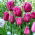 Tulipan Traveller - 5 szt.
