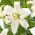 Lilia - Pearl Frances - GIGA paczka! - 50 szt.