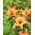 Lilia - Forever Summer - GIGA paczka! - 50 szt.